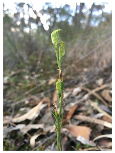 Pterostylis parviflora, photographed by yatesy