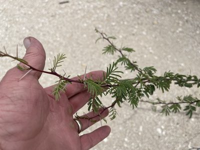Vachellia constricta