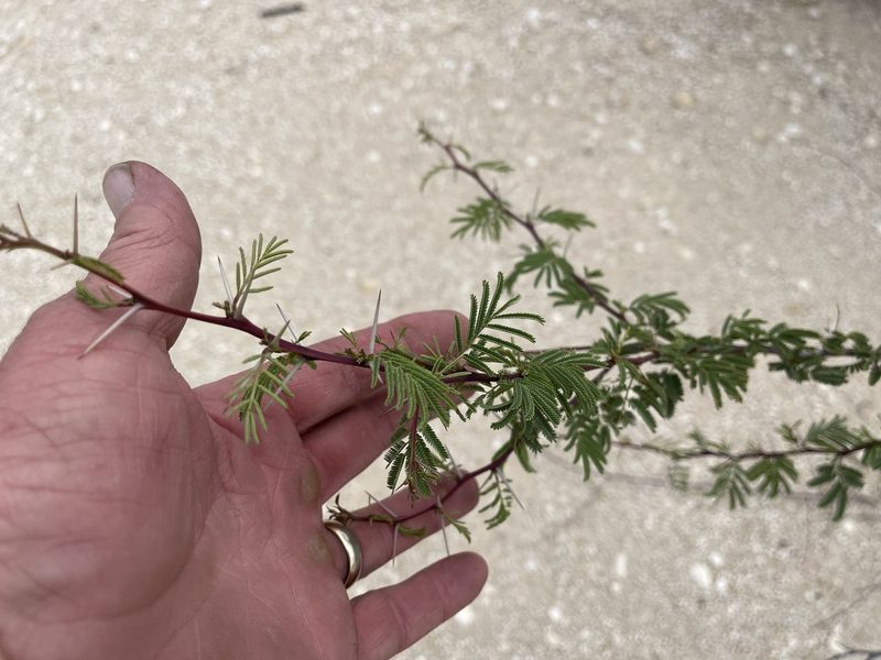 Vachellia constricta, photographed by CK2AZ