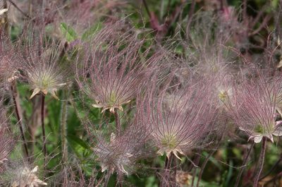 Geum triflorum, photographed by Paul Prior