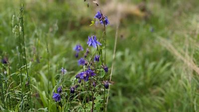 Aquilegia vulgaris, photographed by gill_ryenats