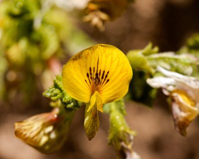 Adesmia atacamensis, photographed by Nicolás Villaseca Merino