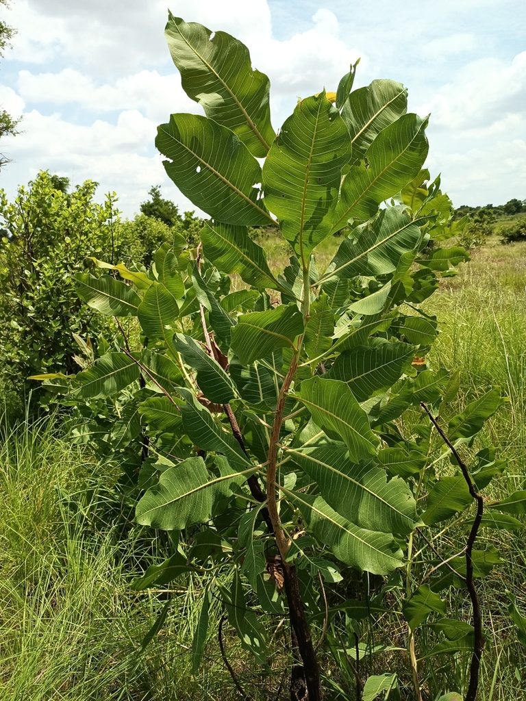 Vitellaria paradoxa, photographed by Fuseini Mugisu Suhuyini