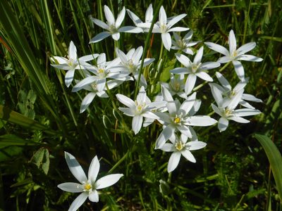 Ornithogalum umbellatum, photographed by Eugene Popov