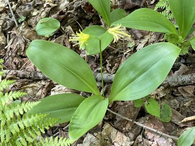 Clintonia borealis, photographed by Tom Scavo