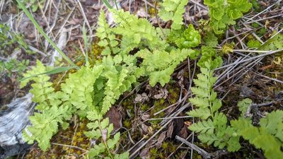 Cystopteris fragilis, photographed by Brodie Cass Talbott
