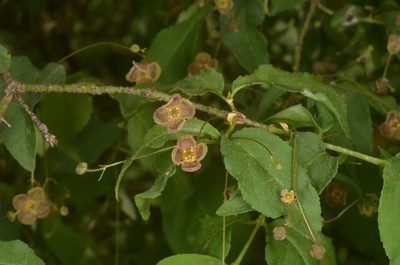 Euonymus verrucosus, photographed by Eugene Popov