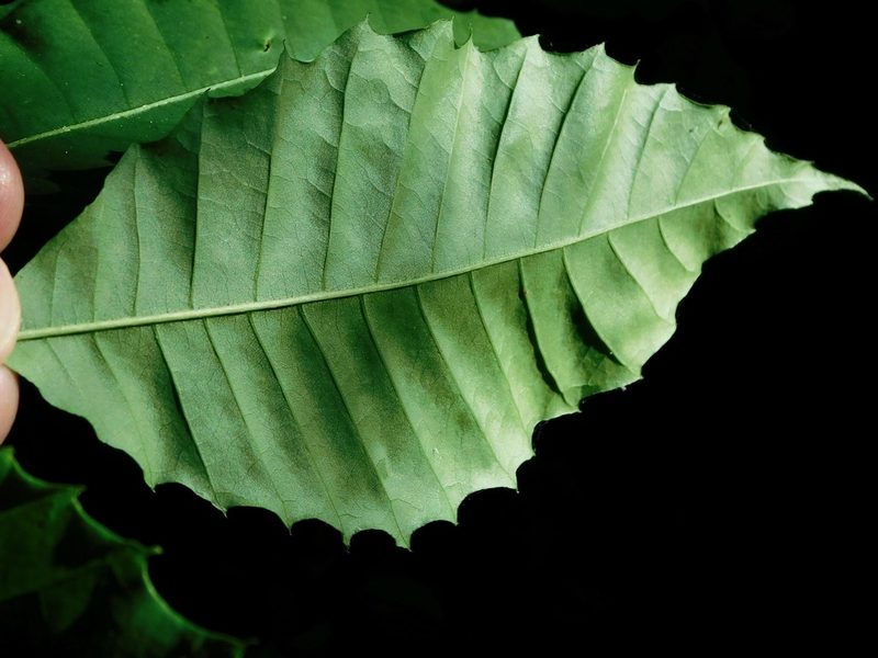 Castanea dentata, photographed by Michael J. Papay
