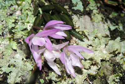 Leptotes unicolor, photographed by William G. Borges