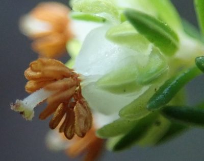 Erica glumiflora, photographed by Nicola van Berkel