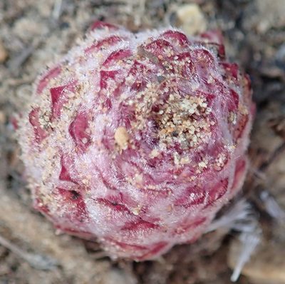 Hyobanche robusta, photographed by Nicola van Berkel