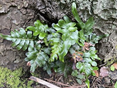 Polypodium scouleri, photographed by Roger Rittmaster