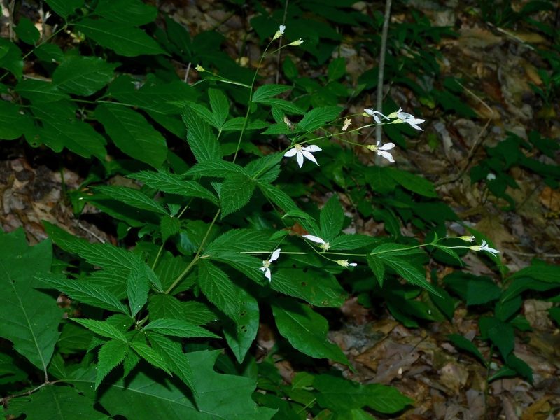 Gillenia trifoliata, photographed by Michael J. Papay