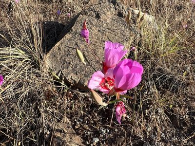 Clarkia rubicunda, photographed by Andrew Lie