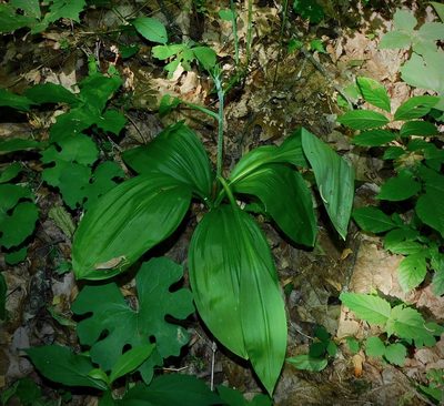Melanthium parviflorum