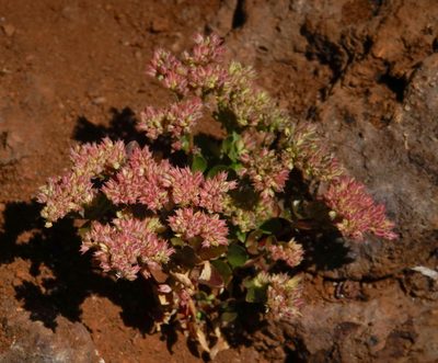 Polycarpon tetraphyllum, photographed by desertnaturalist