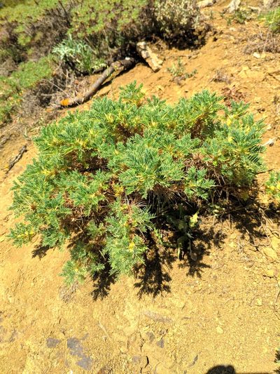 Astragalus granatensis, photographed by Denys Vynokurov