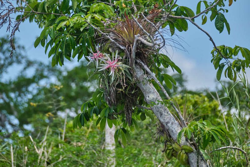 Tillandsia streptophylla, photographed by Shawn O'Donnell