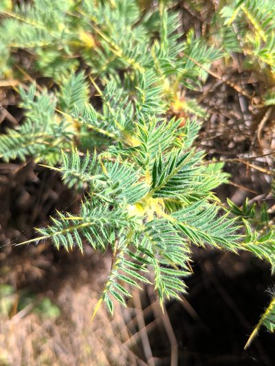 Astragalus granatensis, photographed by Denys Vynokurov