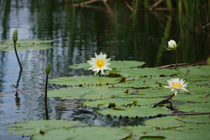 Nymphaea ampla, photographed by Shawn O'Donnell