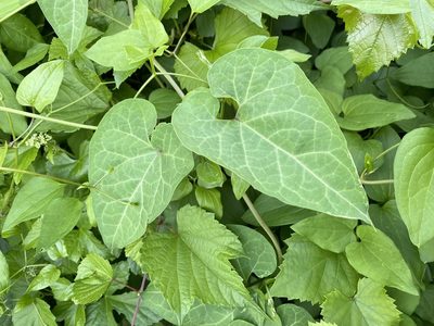 Cynanchum laeve, photographed by Emily Summerbell