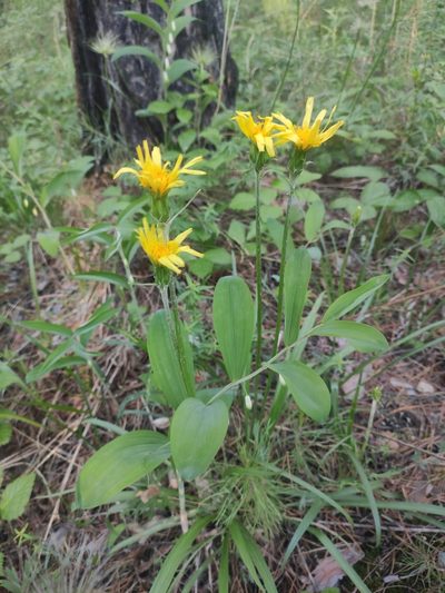 Scorzonera radiata, photographed by Юлия
