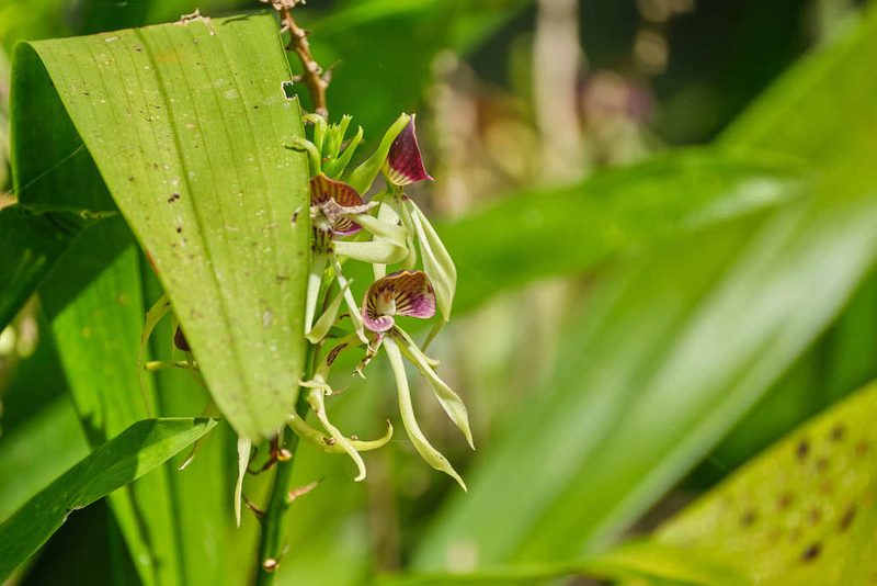 Prosthechea cochleata, photographed by Shawn O'Donnell