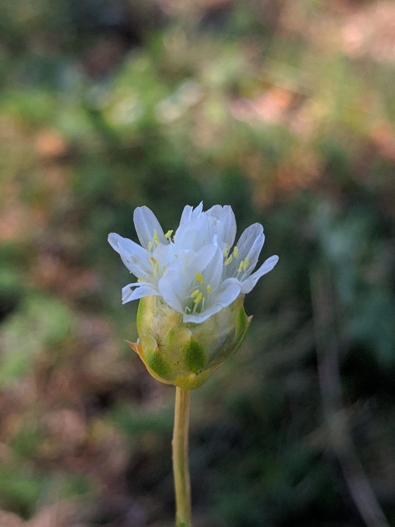Armeria alliacea, photographed by Denys Vynokurov