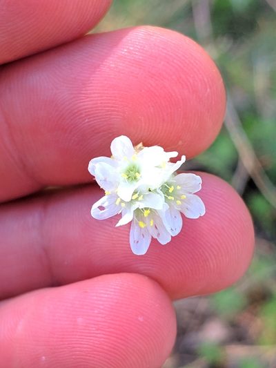 Armeria alliacea, photographed by Denys Vynokurov