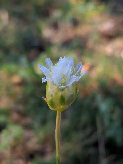 Armeria alliacea, photographed by Denys Vynokurov