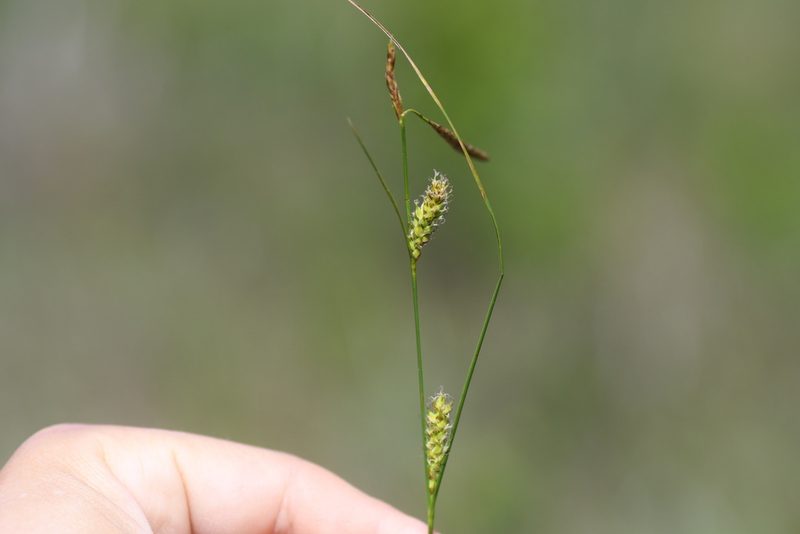Carex lasiocarpa, photographed by Henrique Pacheco