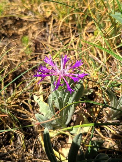 Centaurea graminifolia, photographed by Denys Vynokurov