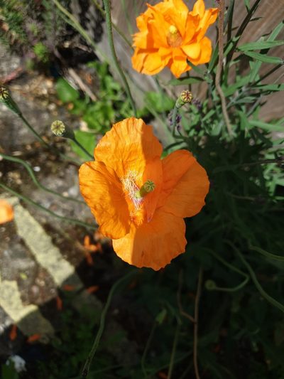 Papaver atlanticum, photographed by mattnewnham