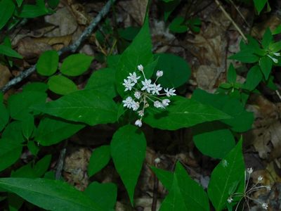 Asclepias quadrifolia, photographed by Michael J. Papay