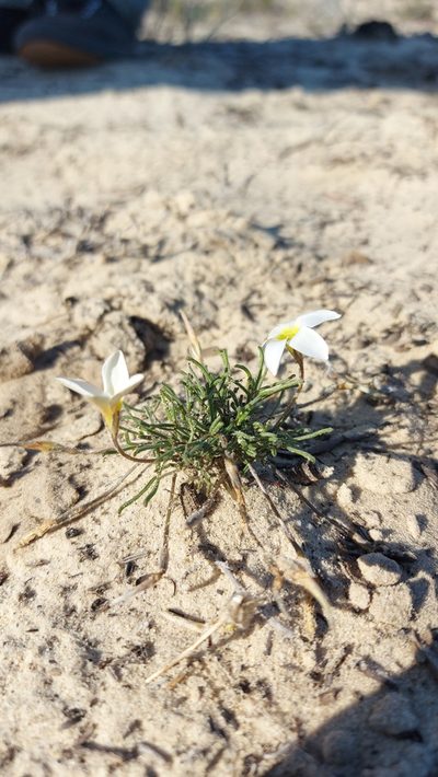 Oxalis argyrophylla, photographed by Jacques van der Merwe