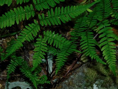 Athyrium asplenioides, photographed by Michael J. Papay