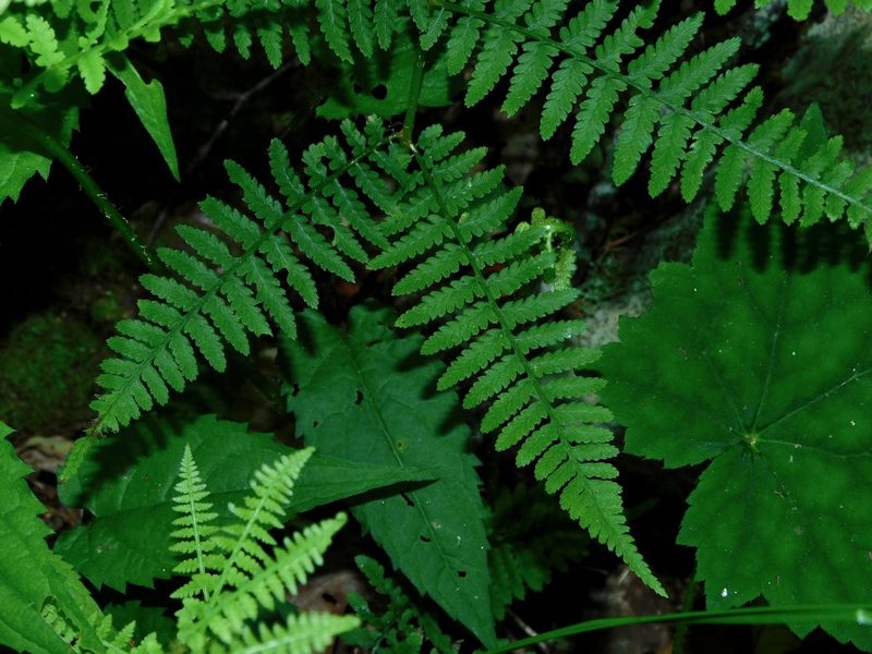 Athyrium asplenioides, photographed by Michael J. Papay