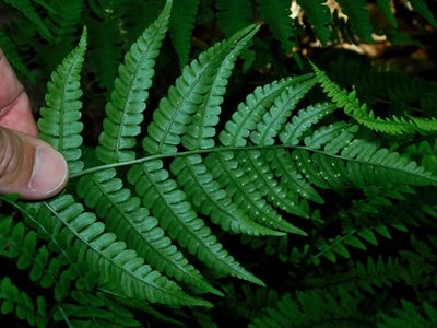 Dryopteris marginalis, photographed by Michael J. Papay