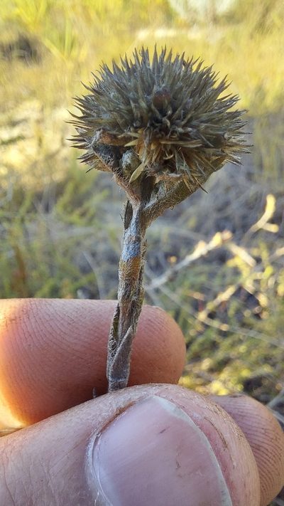 Stoebe gomphrenoides, photographed by Jacques van der Merwe