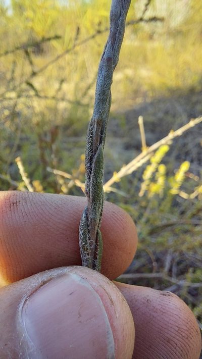 Stoebe gomphrenoides, photographed by Jacques van der Merwe