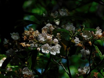 Kalmia latifolia, photographed by Michael J. Papay