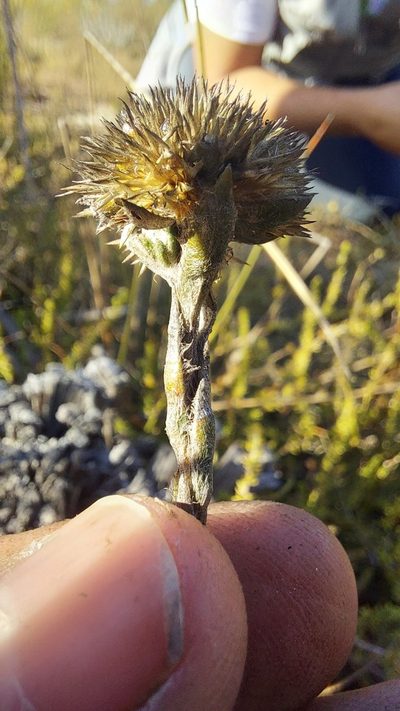 Stoebe gomphrenoides, photographed by Jacques van der Merwe