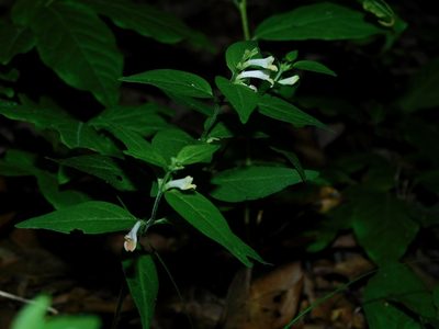 Melampyrum lineare