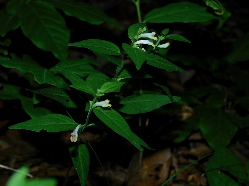 Melampyrum lineare, photographed by Michael J. Papay