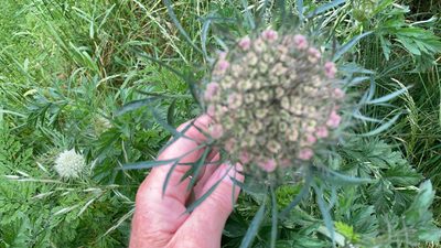 Daucus carota, photographed by dibbslucy