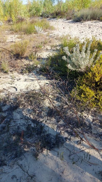 Muraltia striata, photographed by Jacques van der Merwe