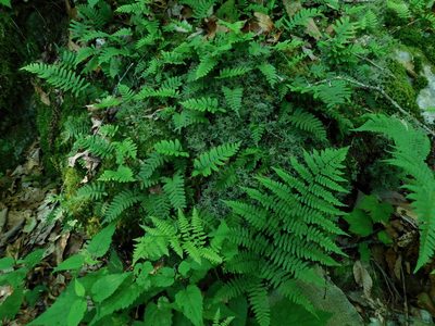 Polypodium virginianum, photographed by Michael J. Papay