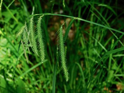 Carex crinita, photographed by Michael J. Papay