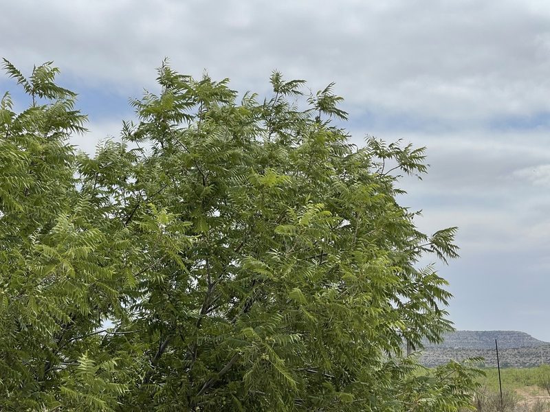 Juglans microcarpa, photographed by CK2AZ