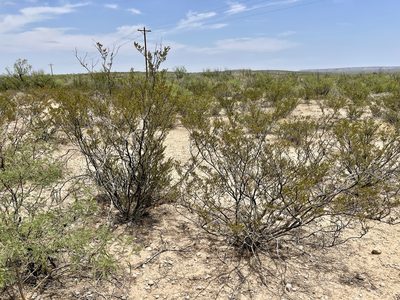 Larrea tridentata, photographed by CK2AZ